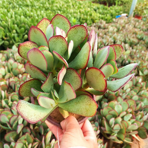 蓝鸟花月 三色锦花月 黄金花月锦玉树室外阳台庭院喜阳耐旱植物