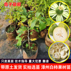 冰淇淋果苗白柿水果嫁接树苗南北方种植盆栽地栽庭院冰激凌果树苗