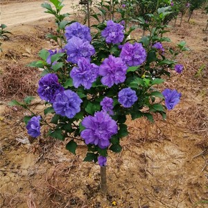 紫玉  日本进口木槿 开花苗 庭院阳台花境搭配观花盆栽重瓣大花