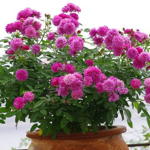 甜蜜马车  美国紫红微月  浓香阳台盆栽 花卉绿植 庭院月季