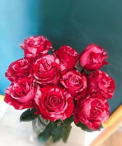 幸运女神  lucky goddess 厄瓜多尔进口玫瑰花苗杯状红色条纹大花