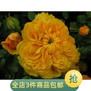 浓香型丰花月季利亚图图多头菊花型黄色灌木昆明发货阳台花卉盆栽