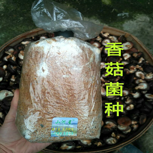 香菇菌种木头