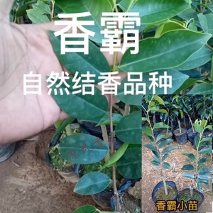 正宗一代嫁接奇楠香霸冠绿明星品种免打孔奇楠沉香树苗结香快保真