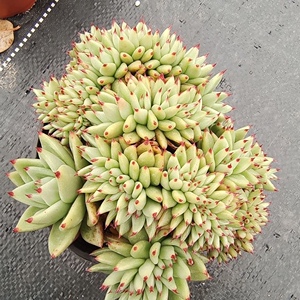 芝麻虎鲸黄金玛利亚缀化12公分趣味多肉植物盆栽美观防辐射阳台