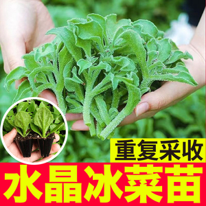 台湾水晶冰菜苗秧脆嫩更大冰粒蔬菜苗大叶冰菜种子多茬采收穴盘苗