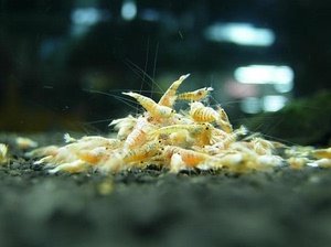 观赏虾 水晶虾 金白虾 白金虾 基因 工具 提纯用虾