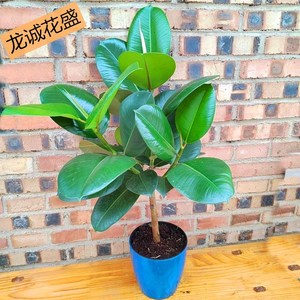 【橡皮树】橡皮树品牌,价格 - 阿里巴巴