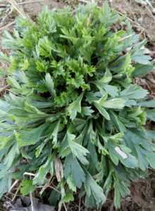 蒿安徽霍山露天野生青蒿茵蒿社饭青团蒿子饼原料现采非白蒿22人付款