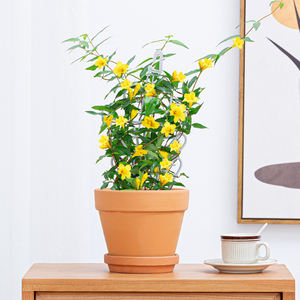 法国香水藤盆栽茉莉花卉植物室内花耐寒爬藤植物阳台庭院开花好养