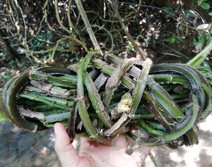 伸筋根-淘宝拼多多热销伸筋根货源拿货 - 阿里巴巴货源