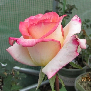 【万紫月季园】双色粉 绝代双骄 淡香抗病好 切花月季 玫瑰花苗