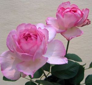 伊芙芳香催眠月季