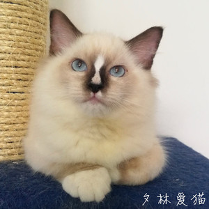 低价双血统海豹重点色流星白手套布偶猫 蓝双色布娃娃猫配种借配