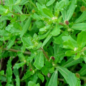 鹅不食1斤新鲜饿鹅仔不吃大小救驾地胡椒三牙戟食石胡荽