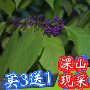 老鸦糊树根树皮叶新鲜现采长叶紫珠牛舌癀根鱼胆猴草雀米菜子木树