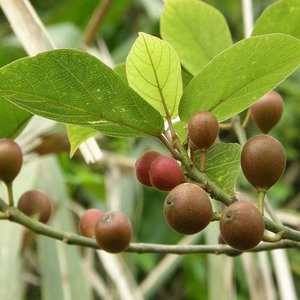 天仙果1斤新鲜牛奶柴水风藤牛乳茶山无花果加星里天仙果