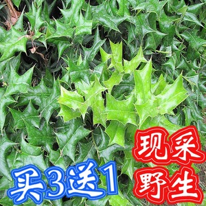 枸骨叶根新鲜六角刺老鼠刺八角刺猫儿刺老虎刺构骨树苗种正品干粉