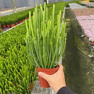 【3年老根】澎湖树光棍树盆栽多肉植物发财棍开花绿植小盆栽防辐