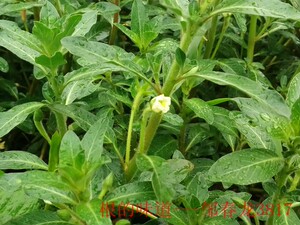 500克新鲜过塘蛇水瓮菜鱼鳔草假蕹菜水浮藤水盎菜(发顺丰快递)