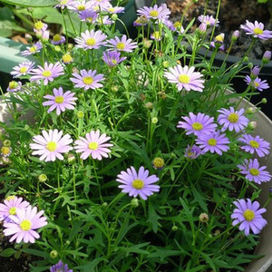 阳台室内外五色菊花种子花坛植物紫色花籽矮生小野花卉多年生盆栽