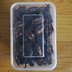 速冻金边龙虱 一斤量 水老鳖 中通发货 食用昆虫 下酒菜 鳖盖子