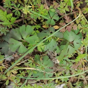 紫背天葵夏无踪老鼠屎野生中药材包邮