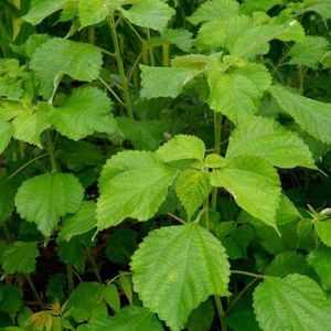 苎麻苗苎麻根白麻野麻天然中药材包邮