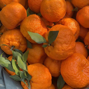 006人付款淘宝现摘云南丑柑橘岩溪晚芦柑熟大理宾川