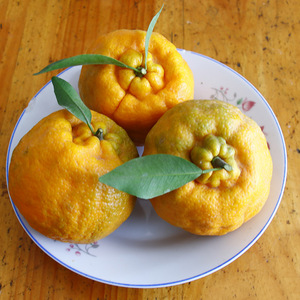 现摘云南白桔高原椪柑风味晚芦保山大理宾川丑柑橘水果8斤中大果