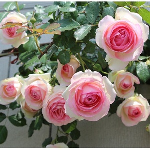 藤本月季花苗粉龙爬藤植物庭院浓香玫瑰盆栽蔷薇爬墙多季节开花