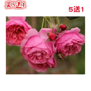 安吉拉夫人月季