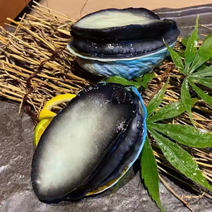 新西兰蓝鲍鱼刺生鲍鱼鲜活鲍鱼新鲜500g海鲜水产贝类顺丰包邮