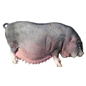 原种太湖母猪苏太长白二元梅山母猪新美系杜洛克大约克长白种公猪