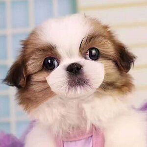 狮子狗幼犬小型