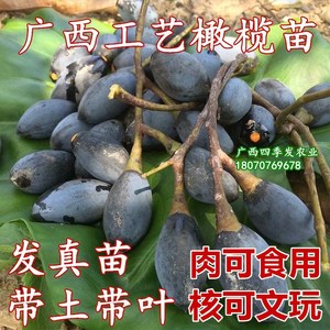 黑橄榄嫁接苗雕刻大核乌橄榄工艺橄榄苗南方盆栽地栽果树带土带叶