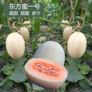 东方蜜一号甜瓜种子新疆香妃白皮红瓤玉姑松脆梨超甜水果香瓜籽孑