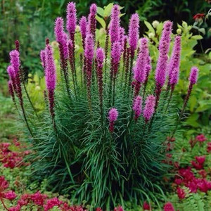 进口蛇鞭菊盆栽庭院花园花卉多年生宿根花镜植物耐寒耐热花草包邮