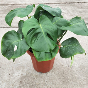 洞洞 龟背竹大盆栽室内阳台盆栽绿植四季常绿吸甲醛植物 麒麟尾