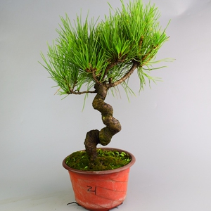 萍辉园艺 童子功黑松小盆景 微型盆栽树桩 一物一拍常青绿植