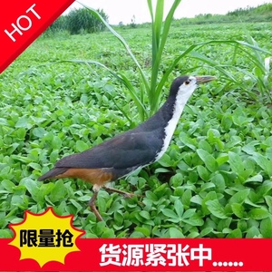 白面水鸡假媒水鸡标本白面水鸡模型假媒户外用品摆件装饰假媒