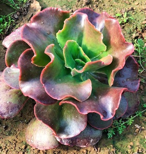 多肉植物包菜系 法国皇后 韩国进口新品有皱边花边美观趣味肉肉