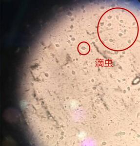 不二兽医 滴灵 犬猫 滴虫拉稀水泄肠炎便血果冻粪便 1颗价,10送1