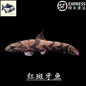 aimara巨牙红斑牙鱼大型加拉辛凶猛鱼热带观赏鱼卡宴奥黑牙鱼活体