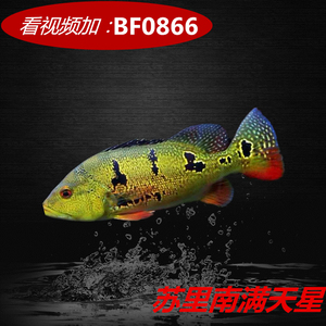 苏里南满天星金三间 稀有野生三间鱼大型热带观赏鱼中层鱼鱼活体