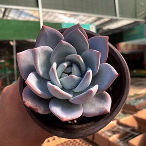 嫦娥多肉植物新品种多肉白色肉肉新品出状态粉色全店满38包邮