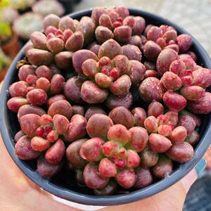 耳坠多肉植物含盆种好肉肉绿植盆栽花卉特价清仓包