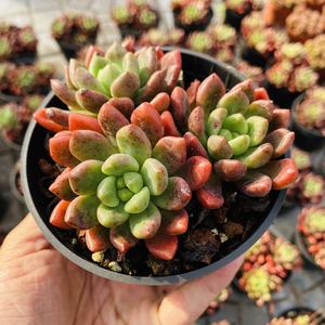 香奈儿多肉 稀有贵货多肉香奈儿植物盆满38包邮