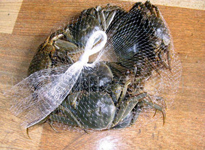 螃蟹包装网袋 生蚝扇贝加厚网兜 小龙虾网兜耐用塑料网袋批发促销