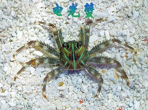 电光蟹 食藻不伤鱼 观赏蟹 海胆蟹 宠物蟹 水族 活体海水生物